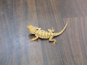 ローソンアゴヒゲトカゲ