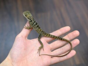 ヒガシウォータードラゴン