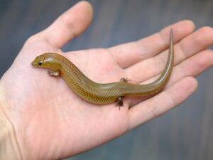 シボリミモダエトカゲ