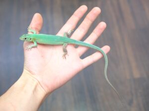 ニシミドリカナヘビ