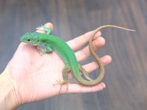 モロッコバーバーカナヘビ