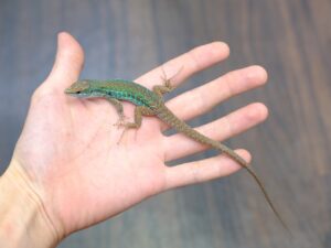 クレンメリーカナヘビ