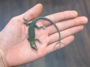 ダルマチアトガリハナカナヘビ