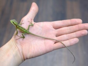 ジュリオカンムリトカゲ