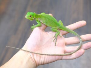 レッサーアンティルイグアナ