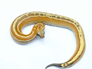 マラヤンブラッドパイソン（スーパーストライプ）