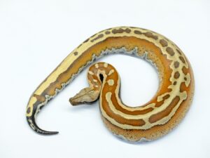 マラヤンブラッドパイソン（スーパーストライプ）