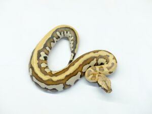 マラヤンブラッドパイソン（ゴールデンアイヘテロT＋アルビノ）