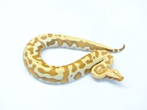 マラヤンブラッドパイソン（T＋アルビノゴールデンアイ）