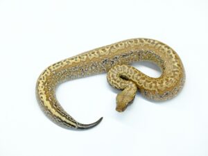 マラヤンブラッドパイソン（バティックヘテロT＋アルビノ）