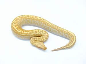 マラヤンブラッドパイソン（T＋アルビノバティック）