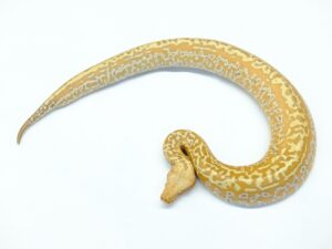 マラヤンブラッドパイソン（T＋アルビノバティック）