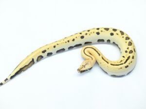 マラヤンブラッドパイソン（007ヘテロT＋アルビノ）