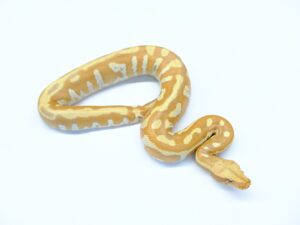 マラヤンブラッドパイソン（T＋アルビノヘテロT－アルビノ）