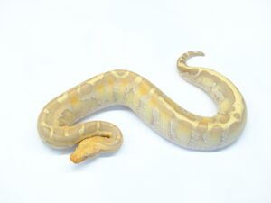 ボルネオブラッドパイソン（サンセットアルビノ）