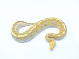 ボルネオブラッドパイソン（サンセットアルビノ）