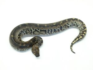 スマトラブラッドパイソン（フルブラック）“No,1”