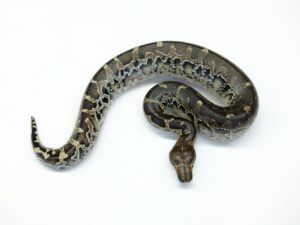 スマトラブラッドパイソン（フルブラック）“No,2”