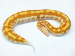 マラヤンブラッドパイソン（T－アルビノ）“No,1”