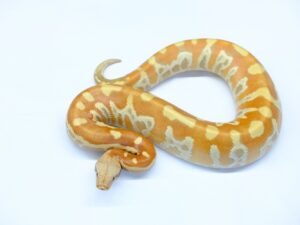 マラヤンブラッドパイソン（T＋アルビノ）“No,2”