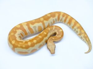 マラヤンブラッドパイソン（T＋アルビノ）“No,1”