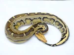 ボルネオブラッドパイソン（リバースストライプ）