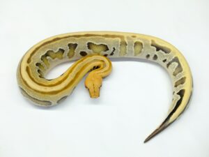 ボルネオブラッドパイソン（ゴーストオセロット）