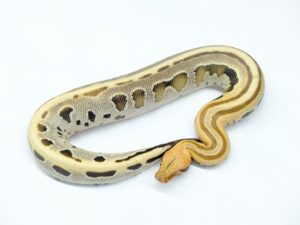ボルネオブラッドパイソン（ゴーストオセロット）“No,1”