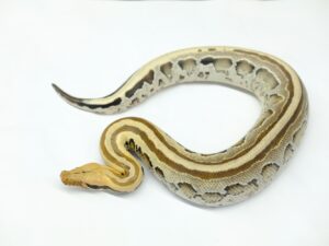 ボルネオブラッドパイソン（ゴーストオセロット）“No,2”