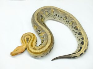 ボルネオブラッドパイソン（ゴーストオセロット）“No,3”