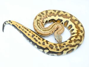 マラヤンブラッドパイソン（ゴールデンアイPollen）