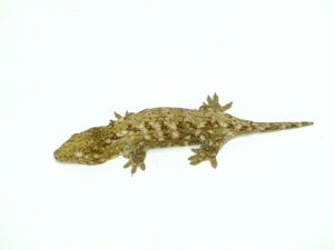 ジャイアントゲッコー（グランテラ）“No,2”