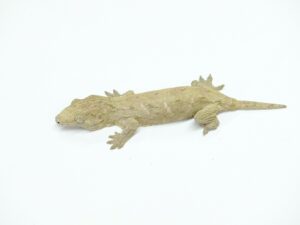 ジャイアントゲッコー（ヌアナ）“No,2”