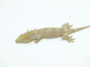 ジャイアントゲッコー（ヌアナ）“No,3”