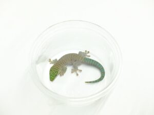 スタンディングヒルヤモリ